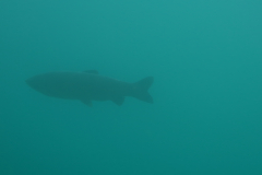 2014 Sundhauser See (17)