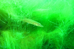 2014 Sundhauser See (27)