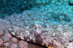 2018 Marsa Alam (53)