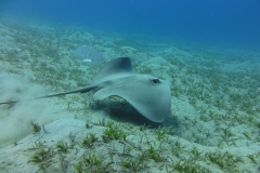 2018 Marsa Alam (75)