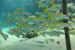 2018 Marsa Alam (48)