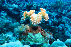 2018 Marsa Alam (44)