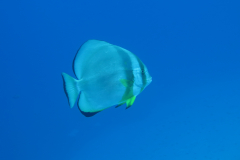 2018 Marsa Alam (60)