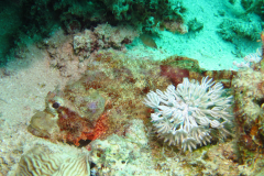 2018 Marsa Alam (64)
