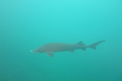 Stoer-7