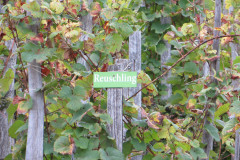 TCH-Ramsthal-36