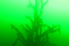 2024-Geiseltalsee-07