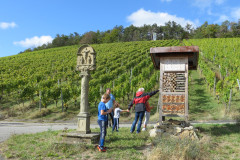 2024-Weinbergswanderung-04