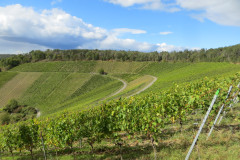 2024-Weinbergswanderung-08