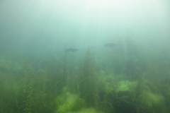 2025-Attersee-Tauchen-15