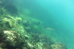 2025-Attersee-Tauchen-16