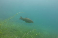 2025-Attersee-Tauchen-19