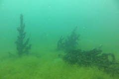2025-Attersee-Tauchen-50