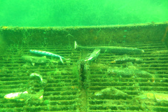 Leipzig-Schladitzer-See-19