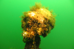 Leipzig-Schladitzer-See-26