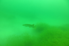 Leipzig-Schladitzer-See-38