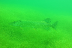 Leipzig-Schladitzer-See-39