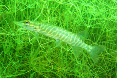 Leipzig-Schladitzer-See-40