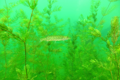 Leipzig-Schladitzer-See-41