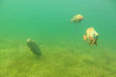 Leipzig-Schladitzer-See-42