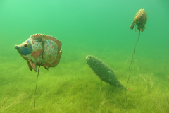 Leipzig-Schladitzer-See-43