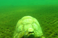 Leipzig-Schladitzer-See-51