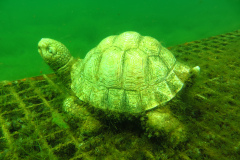 Leipzig-Schladitzer-See-52