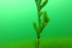 Leipzig-Schladitzer-See-60