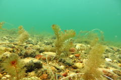 Leipzig-Schladitzer-See-61