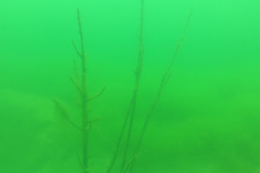 Leipzig-Schladitzer-See-64