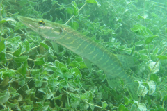 Bilder Gallerie (51)